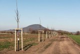 Celé Česko #sazibudoucnost – celonárodní stromová výzva (alej pod Řípem, 2018)