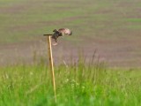Ochránci sýčků umisťují na louky bidýlka, ze kterých mohou tyto malé sovy lépe lovit (foto Jiří Hornek)