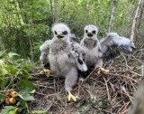  Pták roku 2021: káně lesní, mláďata na hnízdě (foto Tomáš Bělka - birdphoto.cz)