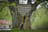 Strom roku 2017 - jedním z nominovaných je Sedloňovská lípa